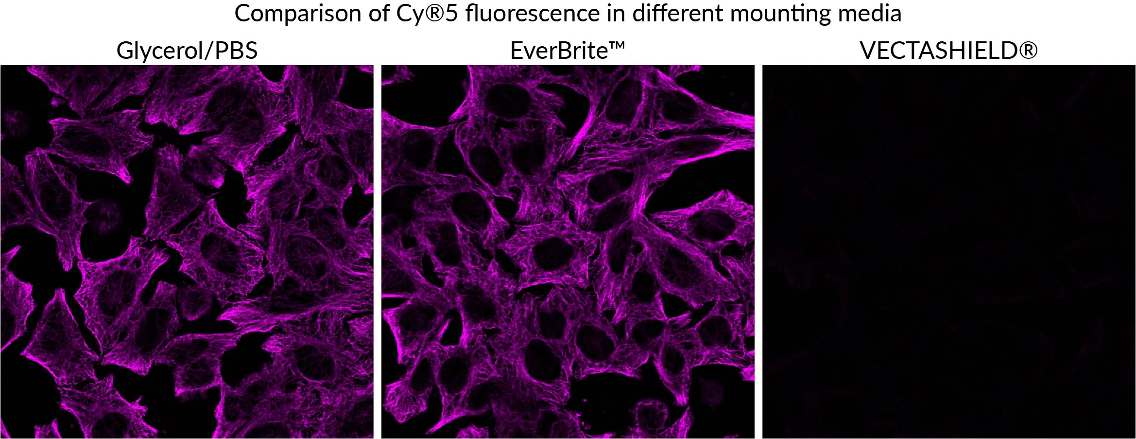 EverBrite™ Mounting Medium with DAPI - image 2