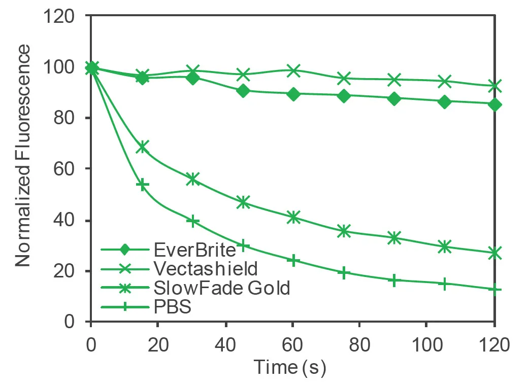 EverBrite™ Mounting Medium with DAPI - image 3
