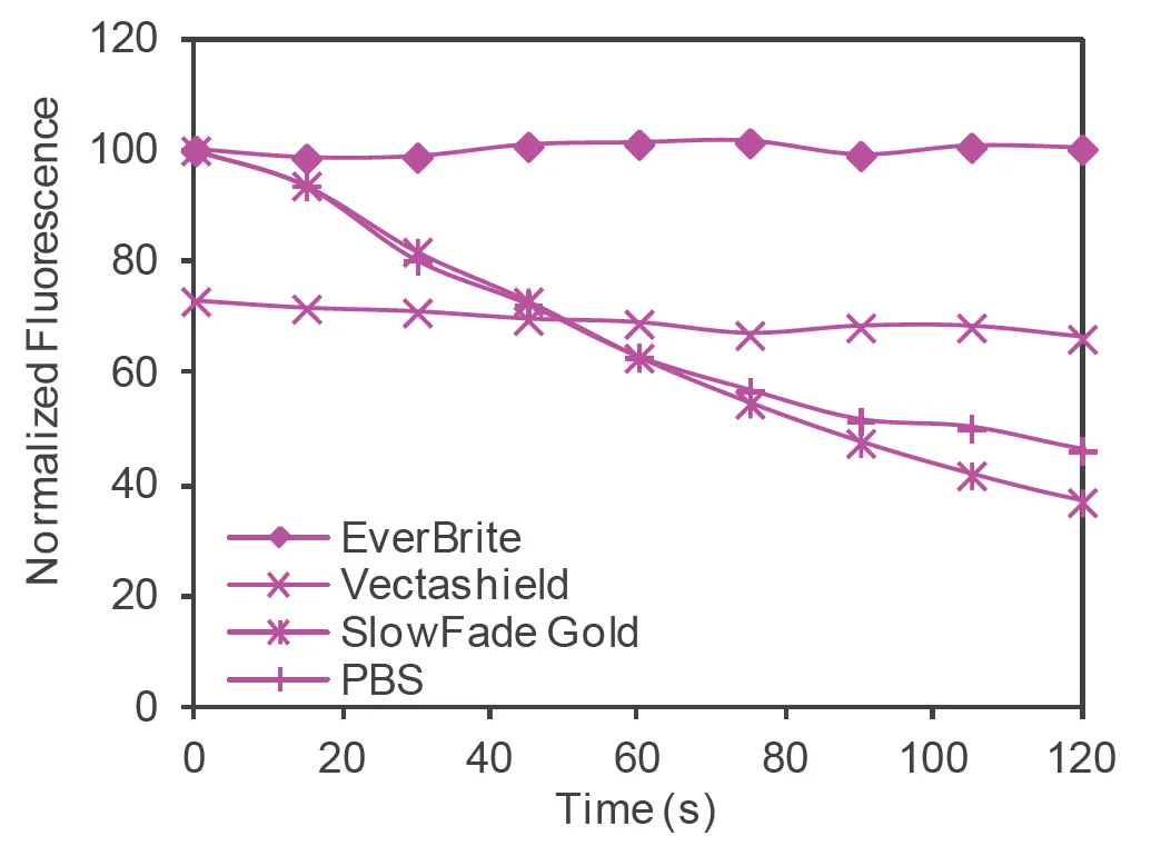 EverBrite™ Mounting Medium with DAPI - image 4