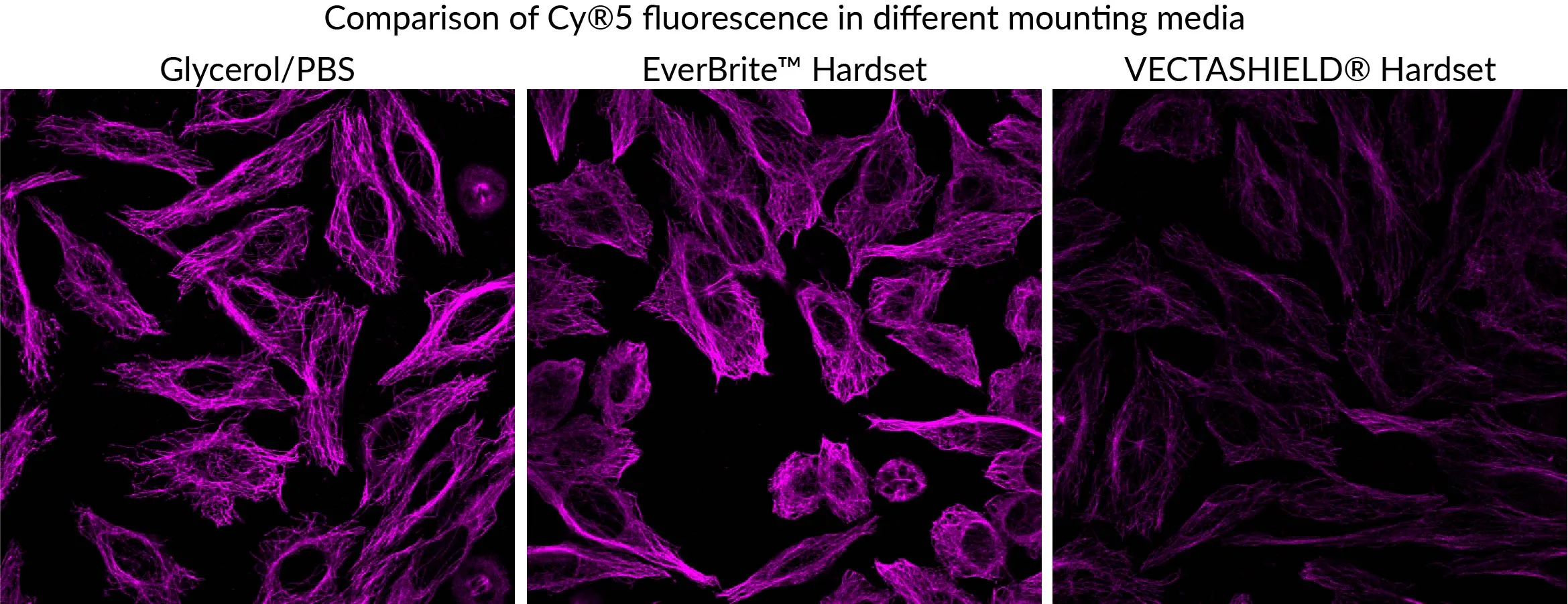 EverBrite™ Hardset Mounting Medium with DAPI - image 2