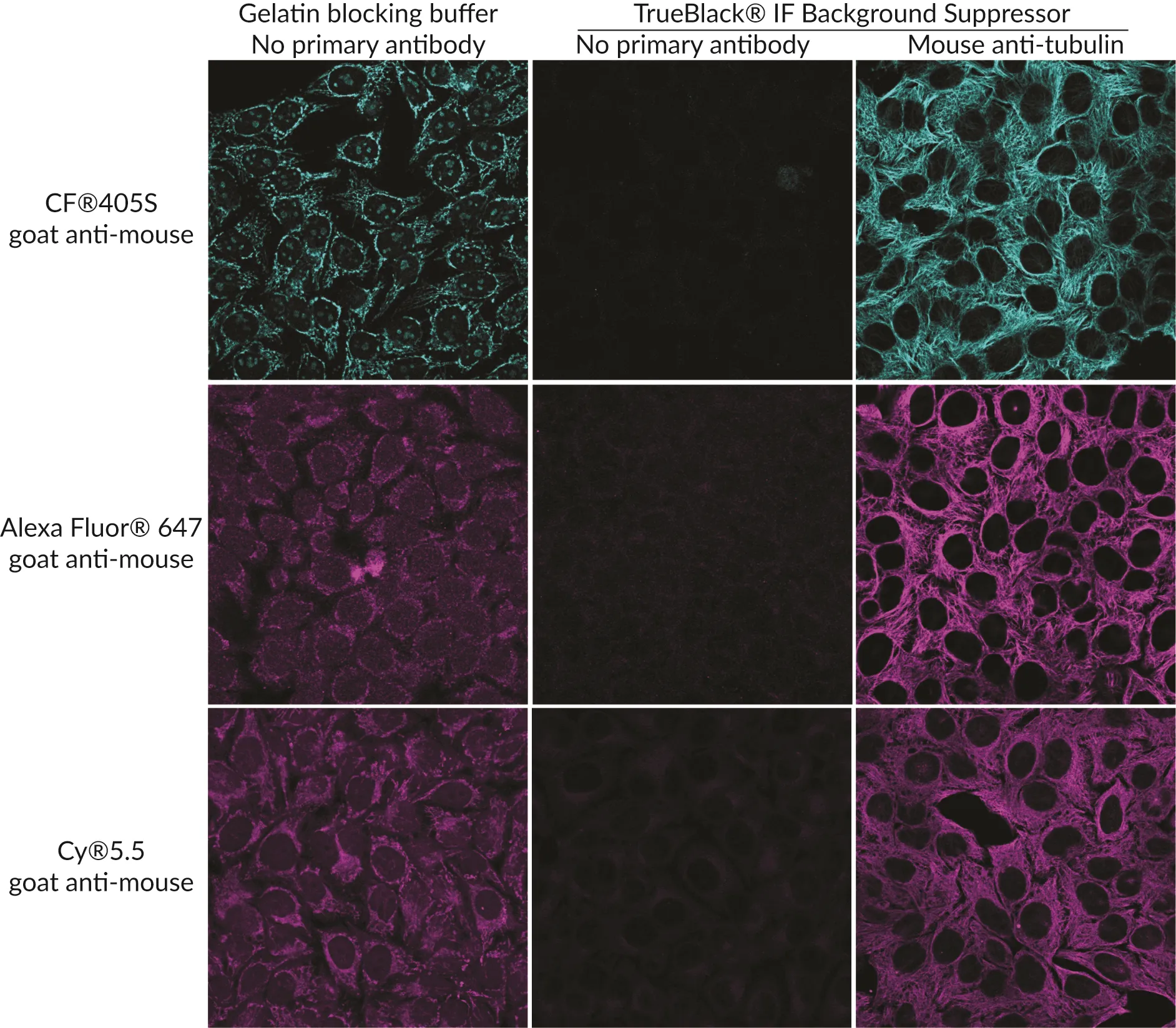 TrueBlack® IF Background Suppressor System (Permeabilizing) - image 2