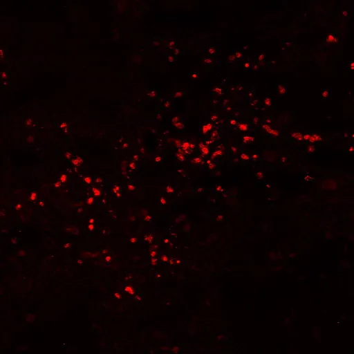 CF®640R Arachis hypogaea Lectin PNA (Peanut) - image 2