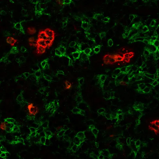 CF®640R Arachis hypogaea Lectin PNA (Peanut) - image 3