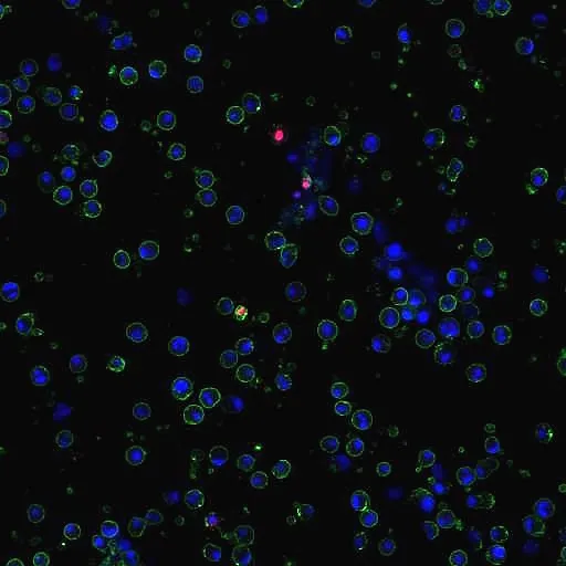 Apoptotic, Necrotic & Healthy Cells Quantification Kit (50 assays) - image 2