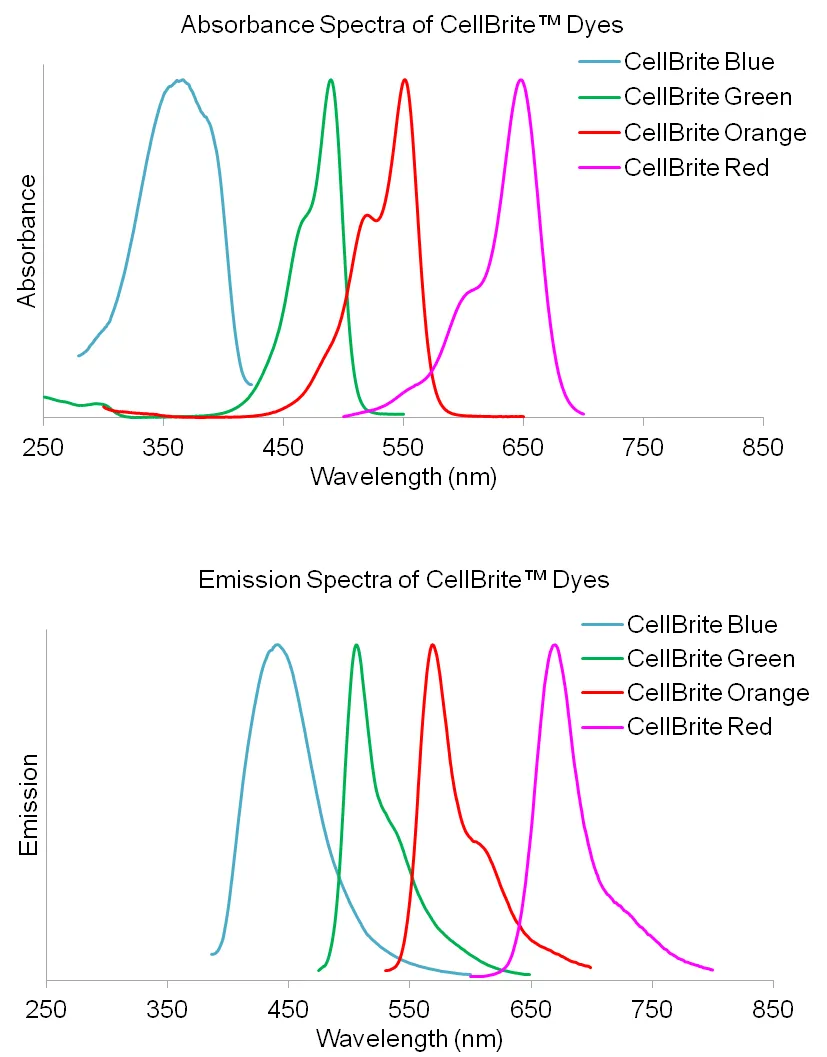 CellBrite™ Orange Cytoplasmic Membrane Dye - image 2