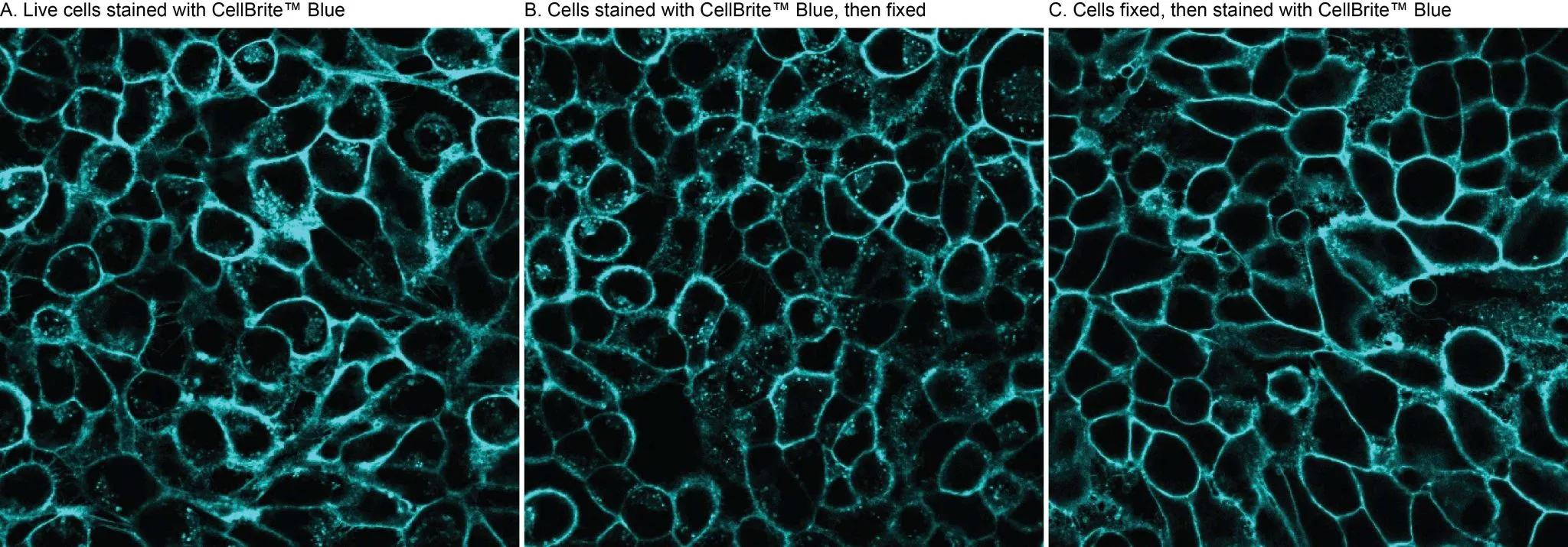 CellBrite™ Orange Cytoplasmic Membrane Dye - image 3