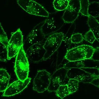 CellBrite™ Orange Cytoplasmic Membrane Dye - image 4