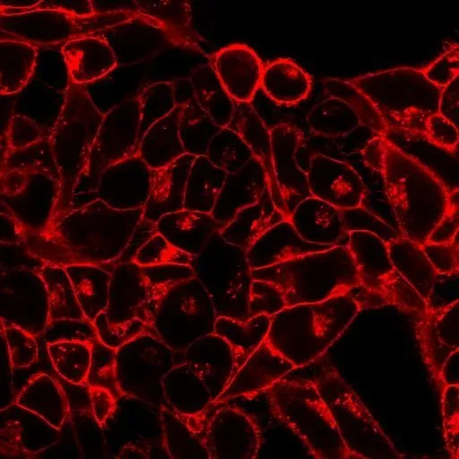CellBrite™ Orange Cytoplasmic Membrane Dye - image 5