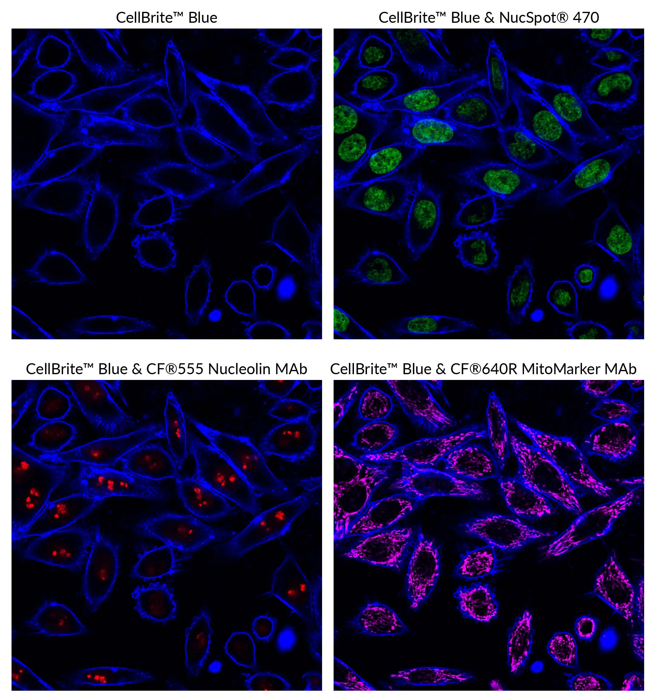 CellBrite™ Orange Cytoplasmic Membrane Dye - image 7