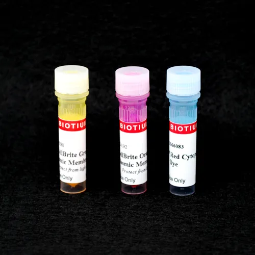 CellBrite™ Orange Cytoplasmic Membrane Dye - image 1