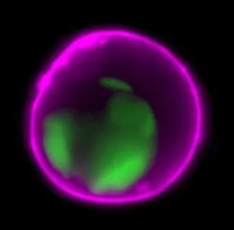 Dual Apoptosis Assay with NucView® 488 caspase-3 Substrate and Texas Red-Annexin V (50 - 250 assays) - image 2