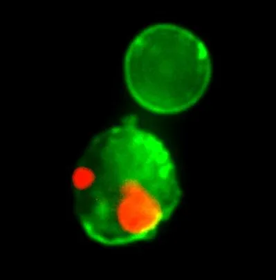 CF®488A and 7-AAD Apoptosis Assay Kit - image 2