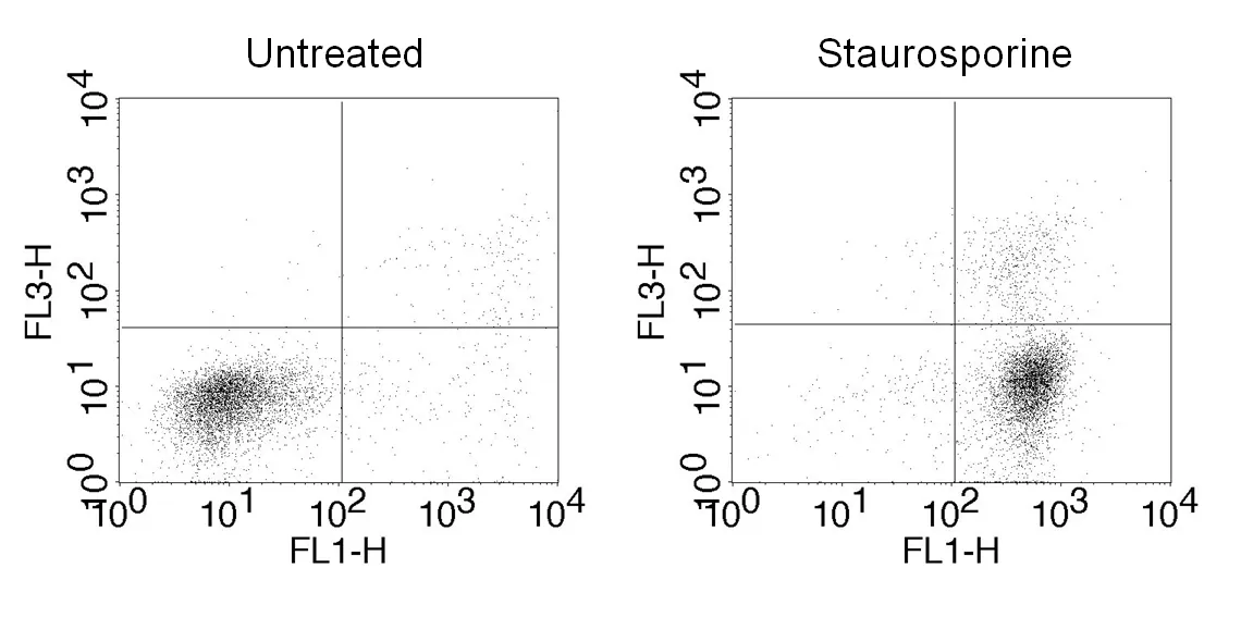 CF®488A and 7-AAD Apoptosis Assay Kit - image 3