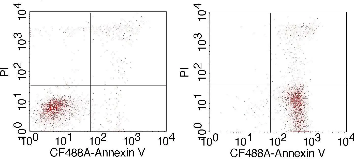 CF®488A and PI Apoptosis Assay Kit - image 2