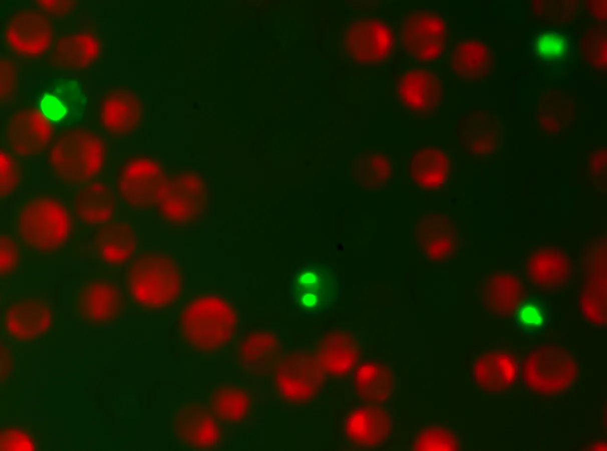 NucView® 488 and MitoView™ 633 Apoptosis Assay Kit (100 assays) - image 2