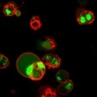 Dual Apoptosis Assay with NucView® 488 Caspase-3 Substrate and CF®594 Annexin V (50 assays) - image 3