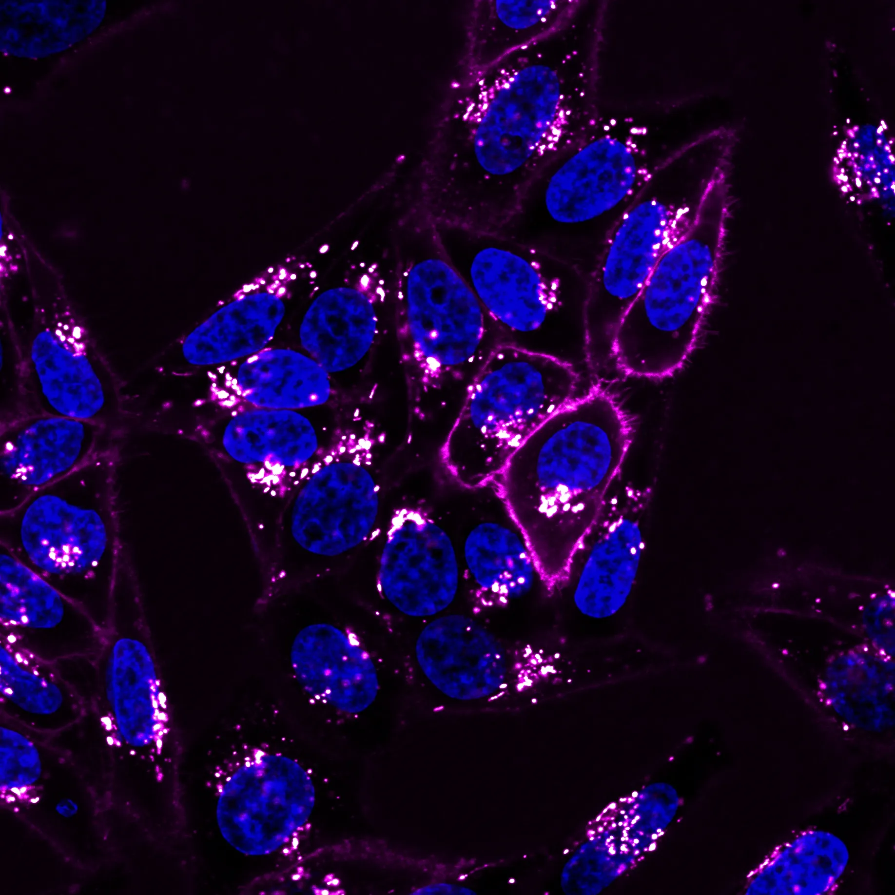 CellBrite™ NIR680 Cytoplasmic Membrane Dye, 2 mM in DMSO - image 2