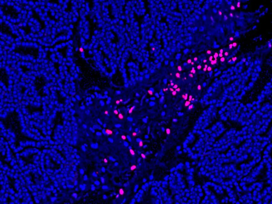 CF®640R TUNEL Assay Apoptosis Detection Kit - image 2
