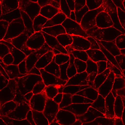 CellBrite™ Fix 555 Membrane Labeling Kit - image 7