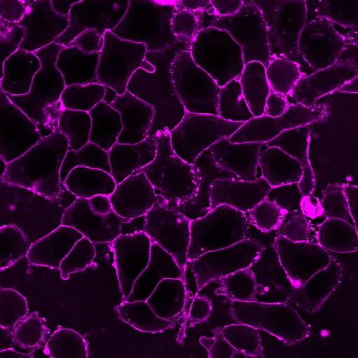 CellBrite™ Fix 555 Membrane Labeling Kit - image 9