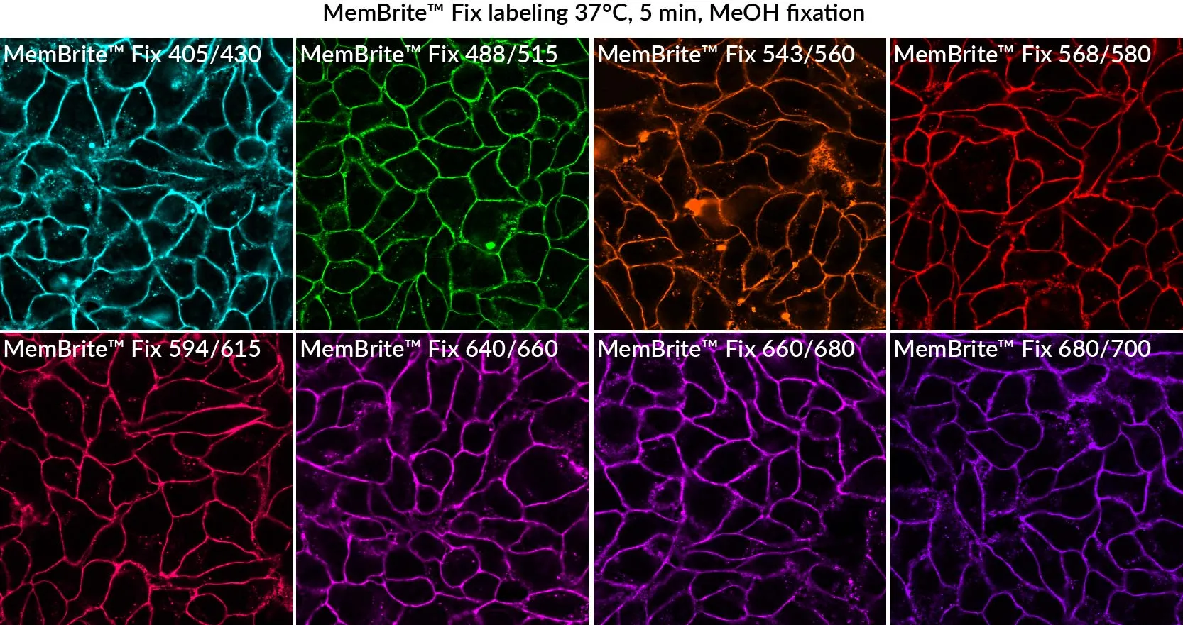 MemBrite™ Fix 405/430 Cell Surface Staining Kit, 500 Reactions - image 5
