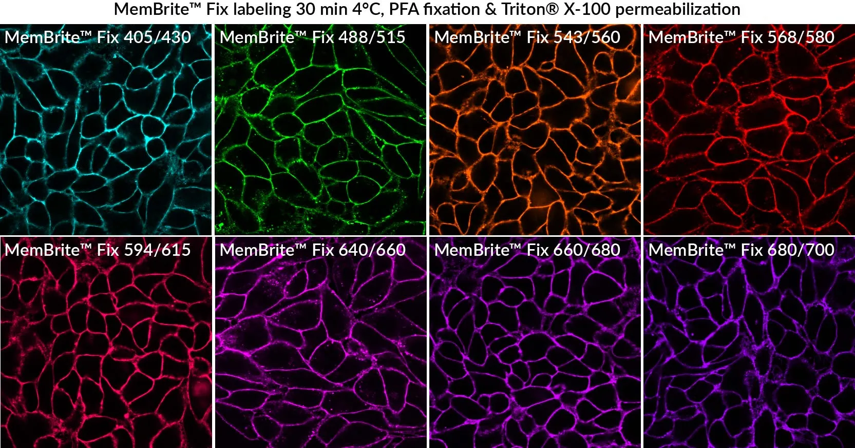 MemBrite™ Fix 405/430 Cell Surface Staining Kit, 500 Reactions - image 6
