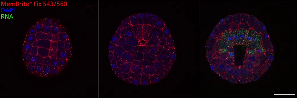 MemBrite™ Fix 405/430 Cell Surface Staining Kit, 500 Reactions - image 8