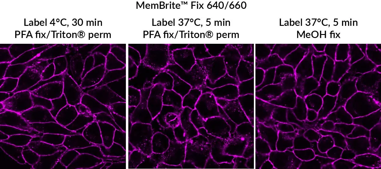 MemBrite™ Fix 488/515 Cell Surface Staining Kit, 500 Reactions - image 3