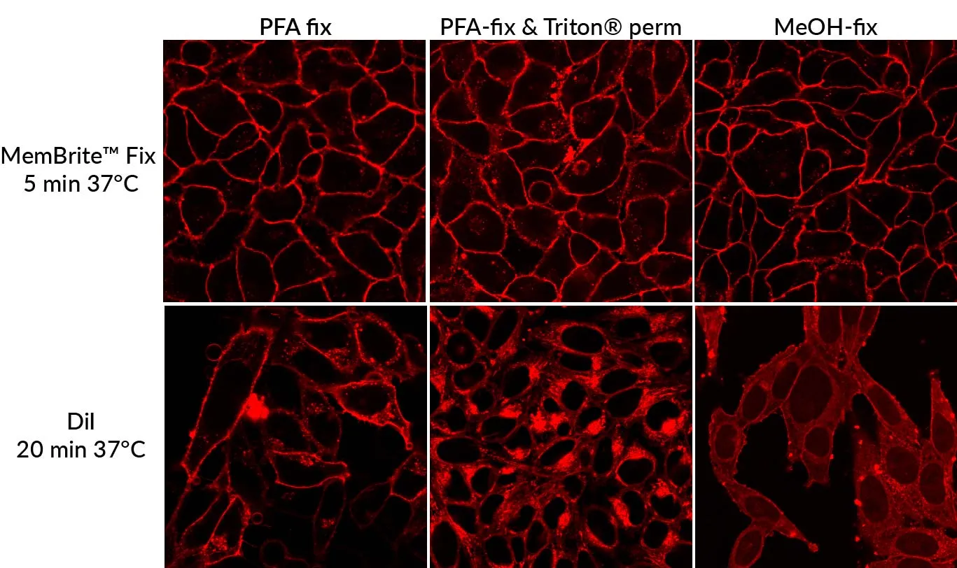 MemBrite™ Fix 568/580 Cell Surface Staining Kit, 500 Reactions - image 2