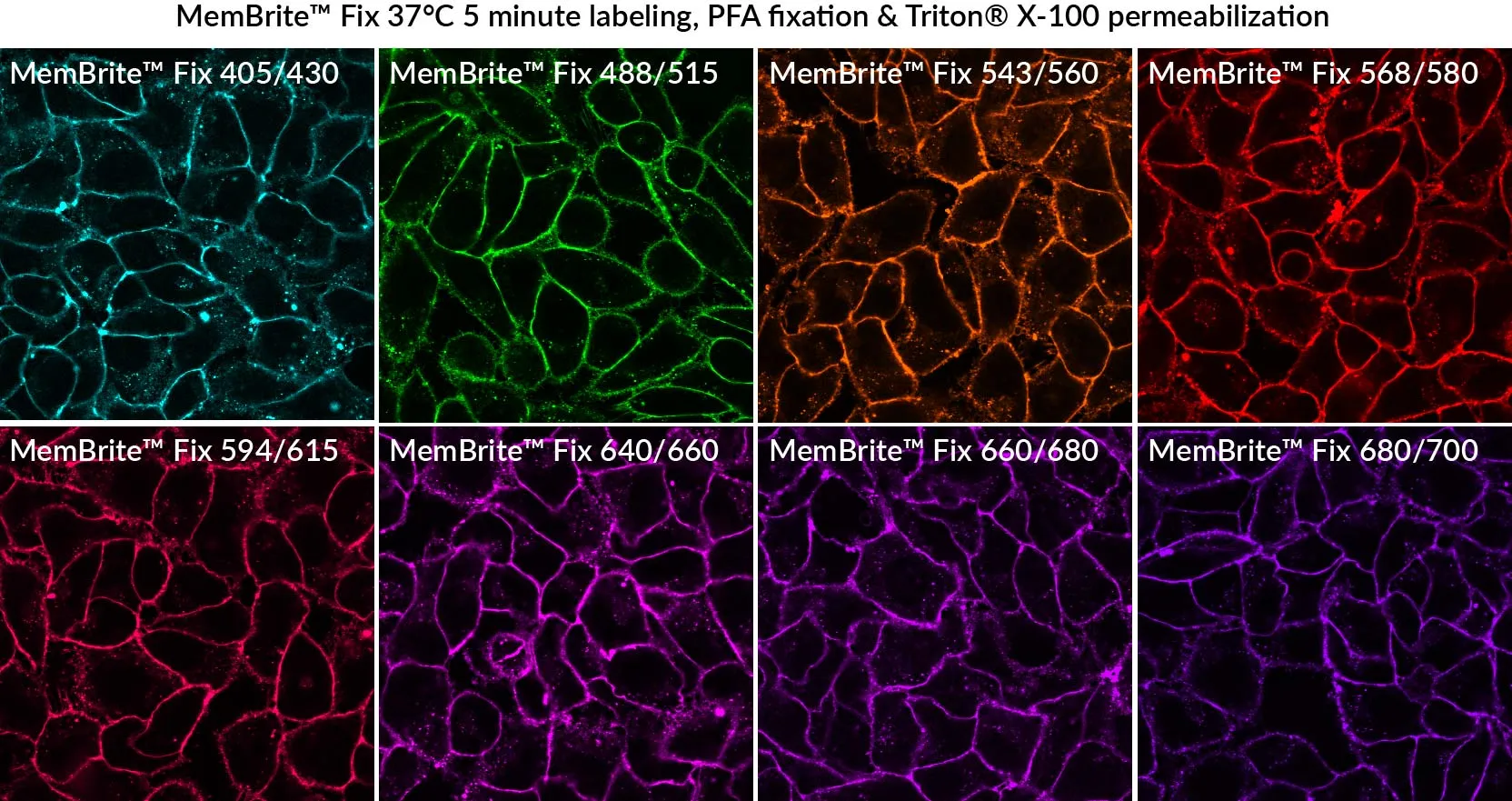 MemBrite™ Fix 568/580 Cell Surface Staining Kit, 500 Reactions - image 4