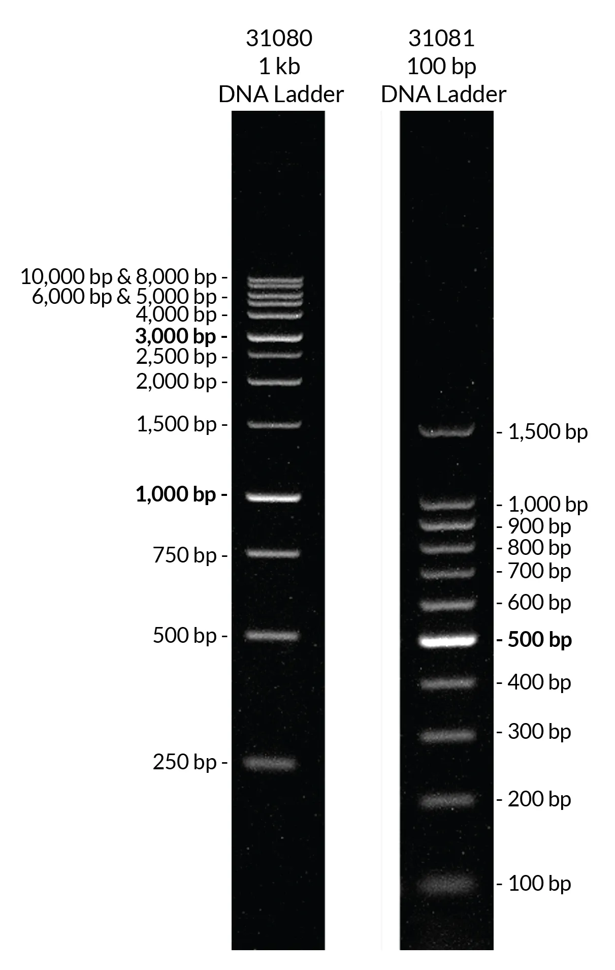 100 bp DNA Ladder in TE buffer - image 2