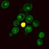 Yeast Live-or-Dye™ Fixable Live/Dead Staining Kit (TO and Live-or-Dye™ 568/583) - image 2