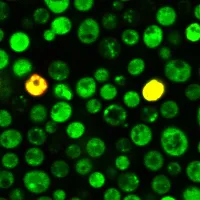 Yeast Live-or-Dye™ Fixable Live/Dead Staining Kit (TO and Live-or-Dye™ 568/583) - image 3