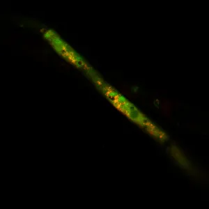 Yeast Live-or-Dye™ Fixable Live/Dead Staining Kit (TO and Live-or-Dye™ 568/583) - image 4