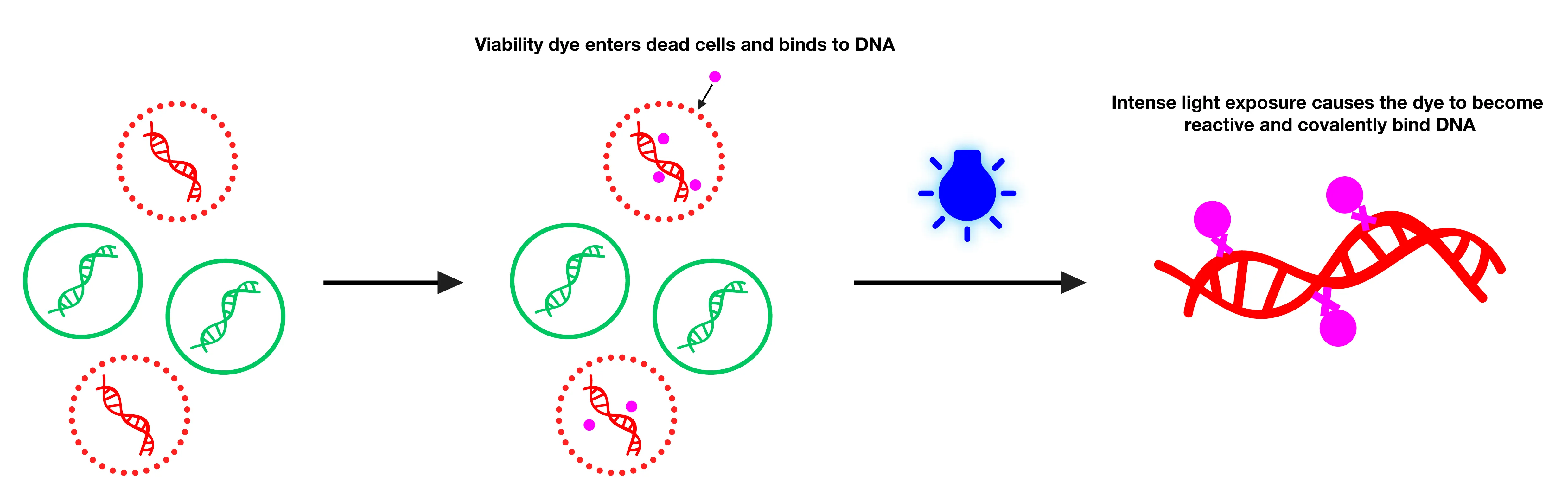 Viability PCR Starter Kit with PMA - image 2