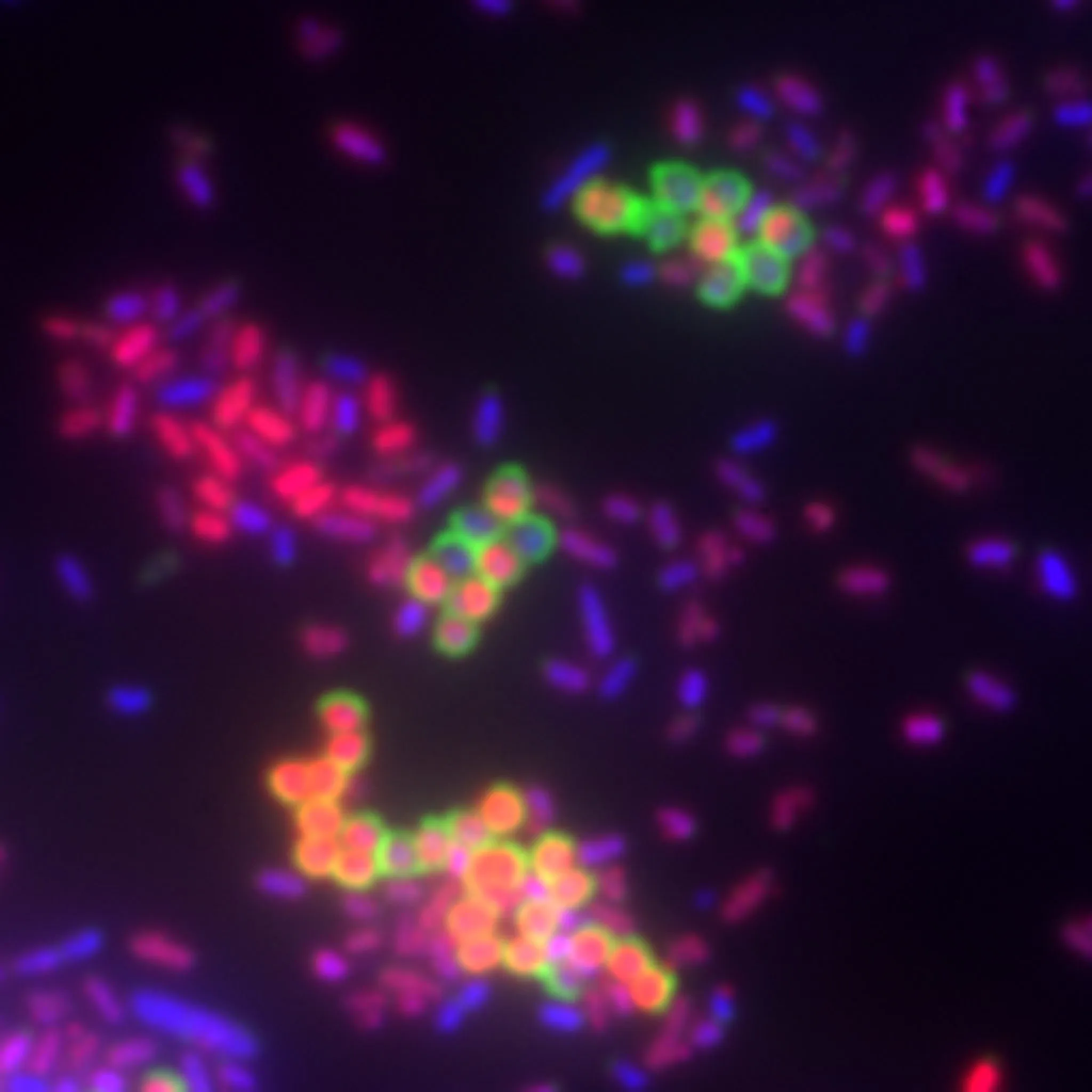 Bacterial Viability and Gram Stain Kit - 200 assays - image 2