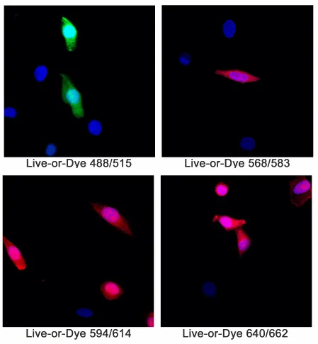Live-or-Dye™ 568/583 Fixable Viability Staining Kit (200 assays) - image 2