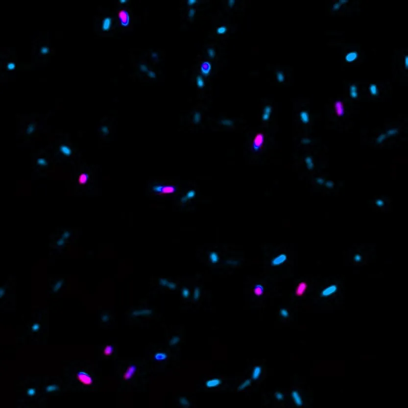 Live-or-Dye™ 594/614 Fixable Viability Staining Kit, (50 assays) - image 3