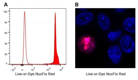 Live-or-Dye NucFix™ Red Staining Kit, (50 assays) - image 2