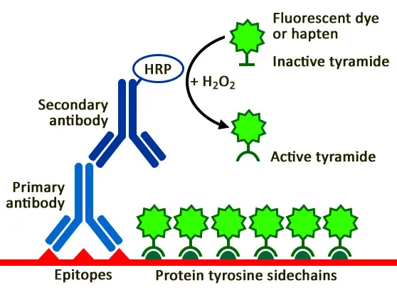 Tyramide Amplification Kit with HRP Goat Anti-Rabbit and CF®680R Tyramide - image 3
