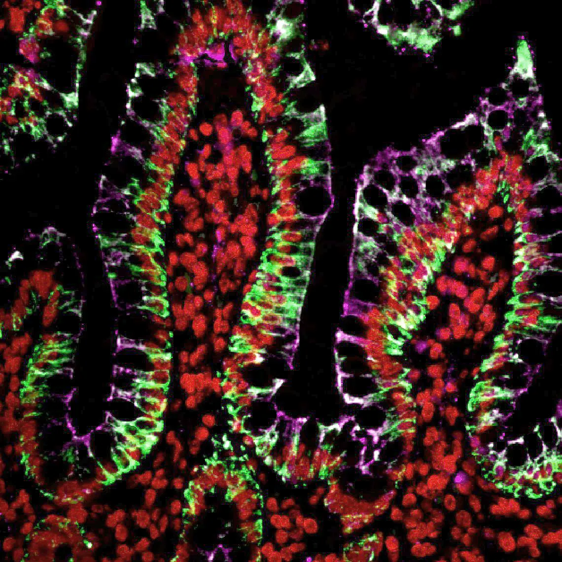 Tyramide Amplification Kit with HRP Streptavidin and CF®680R Tyramide - image 2