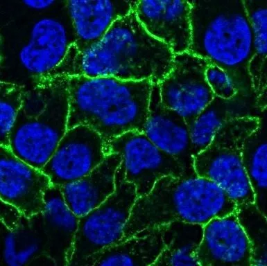 DAPI, 10mg/mL in H2O - image 2