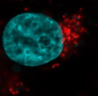Hoechst 33342, 10mg/mL in H2O - image 3