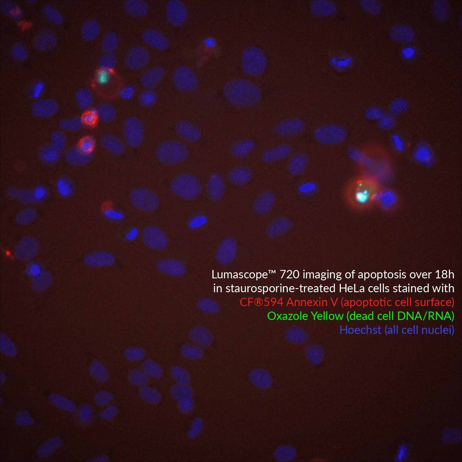 Hoechst 33342, 10mg/mL in H2O - image 4