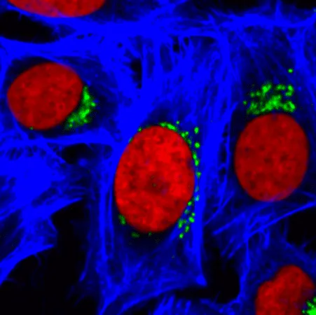 RedDot™2, 200X in DMSO - image 2