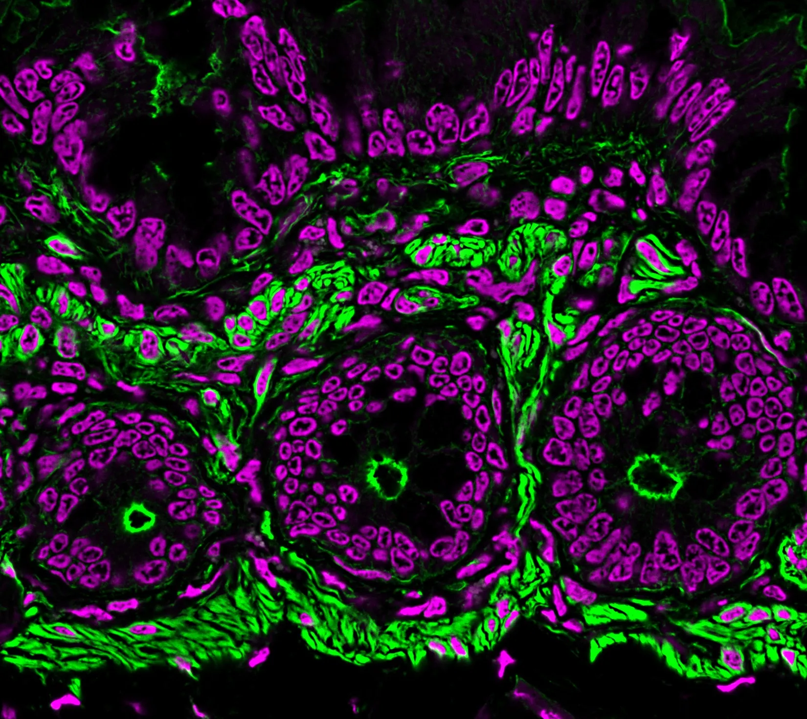 RedDot™2, 200X in DMSO - image 3