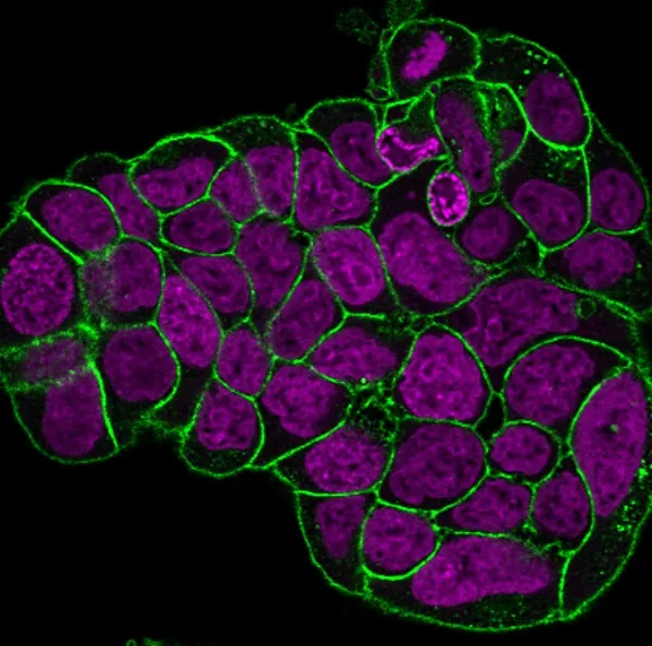 RedDot™2, 200X in DMSO - image 4