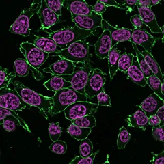 RedDot™2, 200X in DMSO - image 5