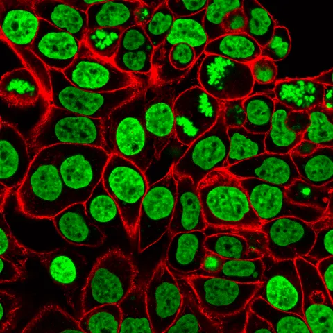 NucSpot® 470, 1000X in DMSO - image 3