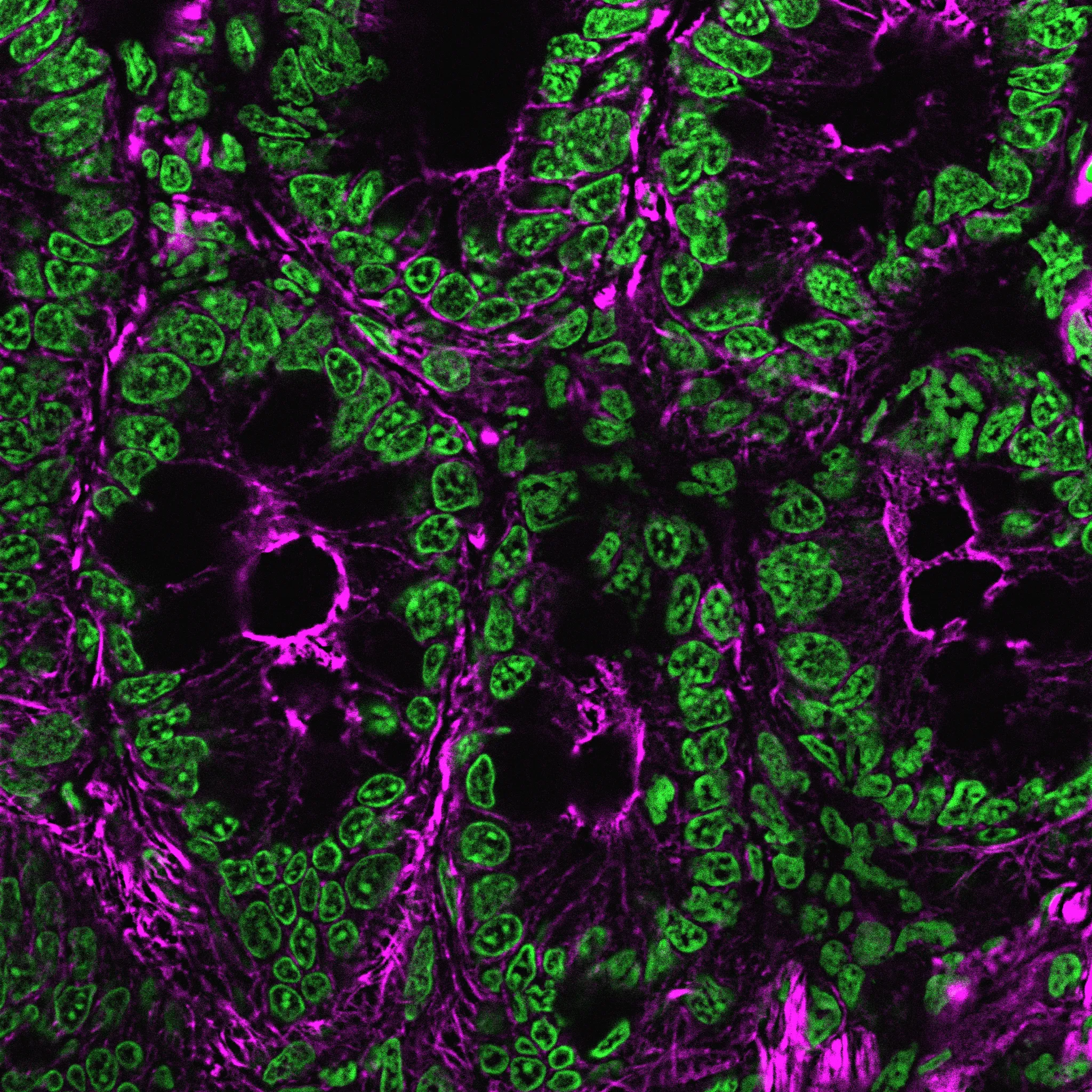 NucSpot® 470, 1000X in DMSO - image 4